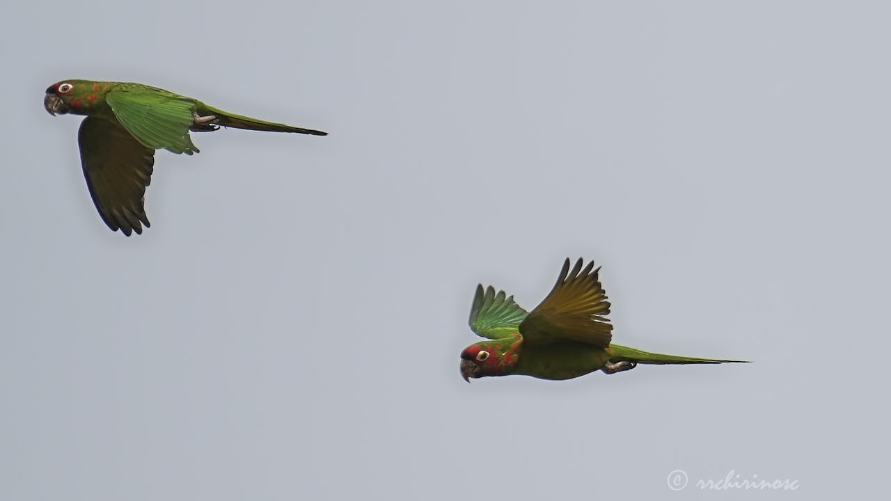 Mitred parakeet