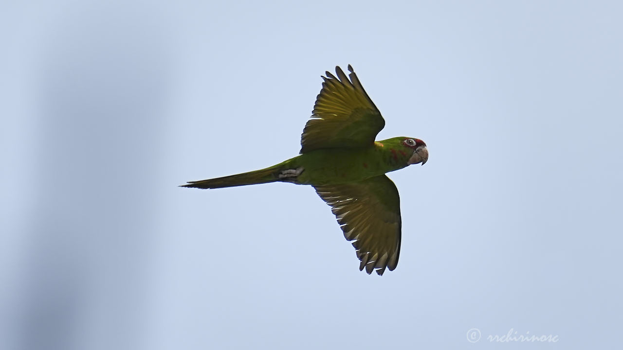 Mitred parakeet