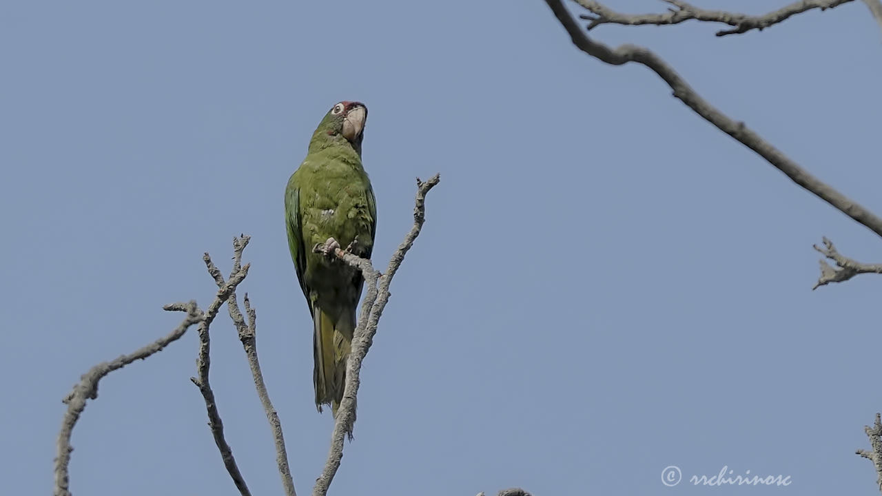 Mitred parakeet