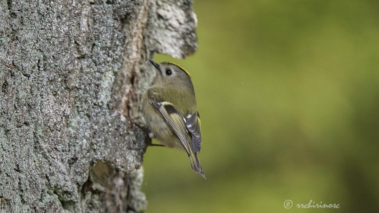 Goldcrest