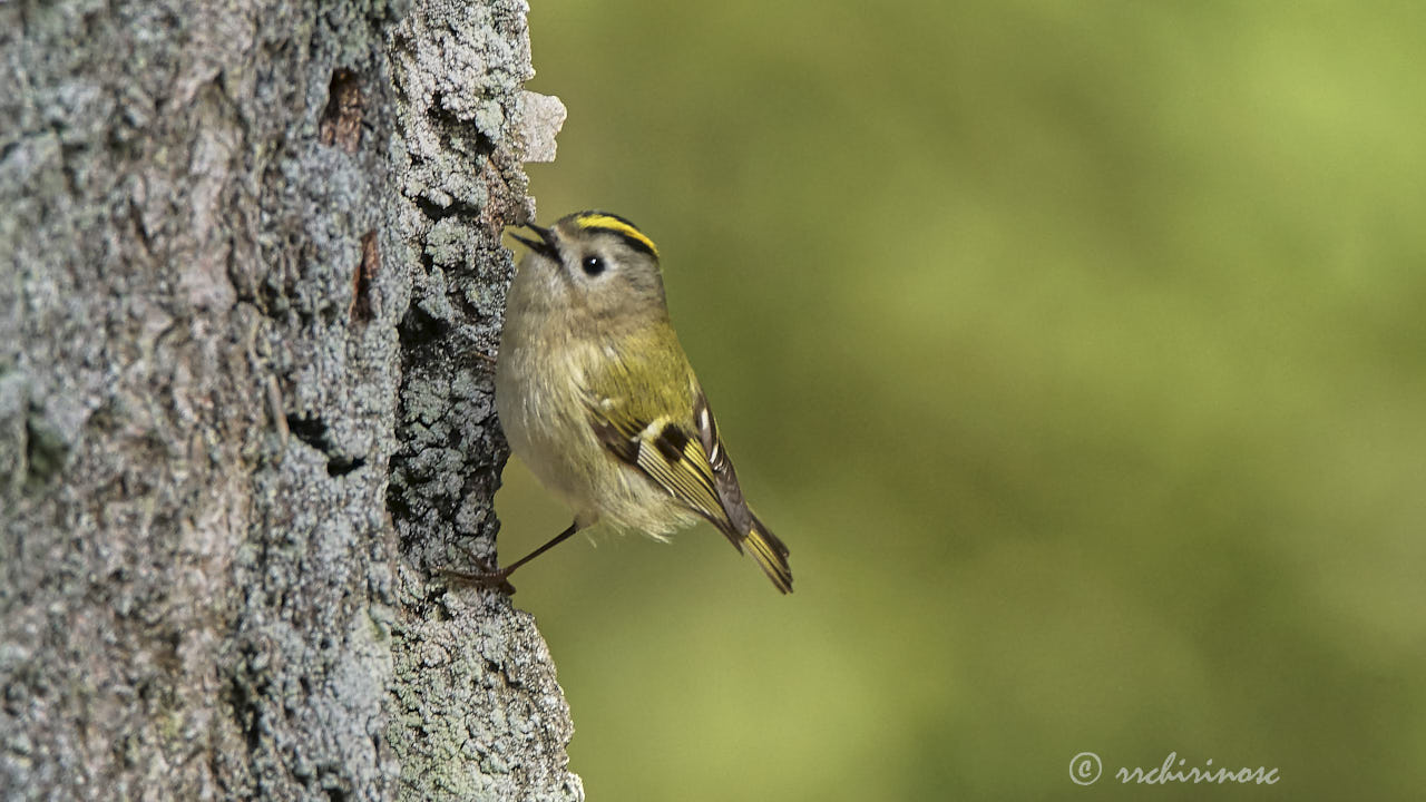 Goldcrest