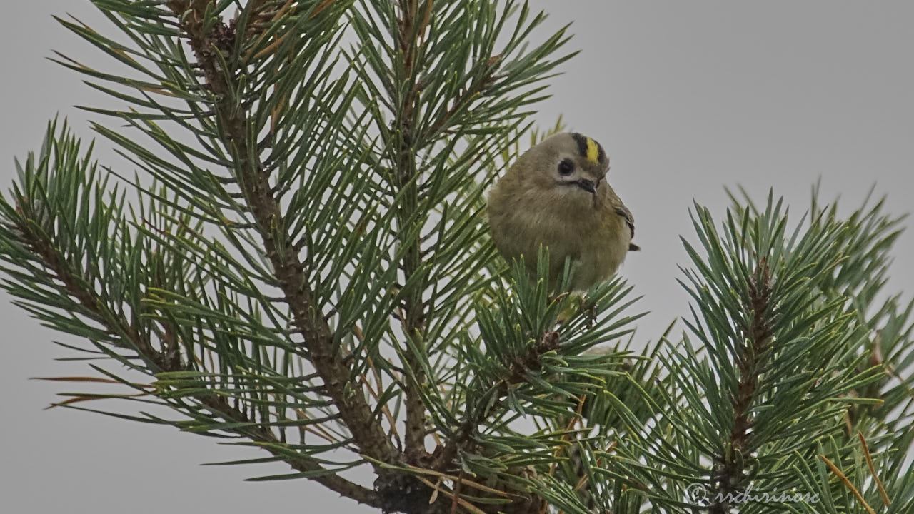 Goldcrest