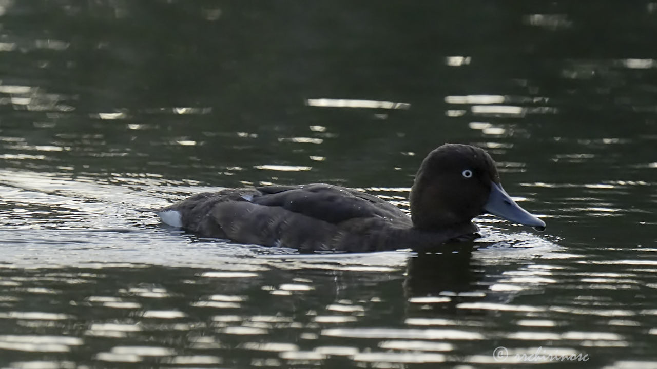 Ferruginous duck