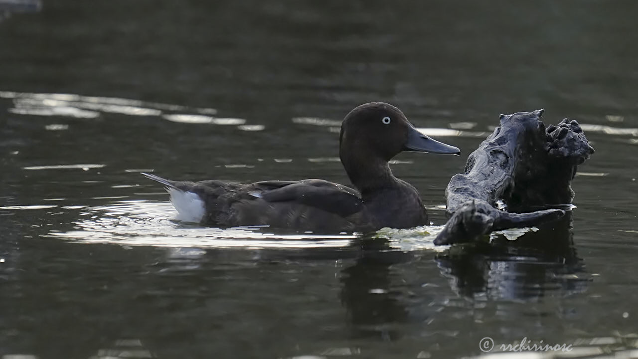 Ferruginous duck