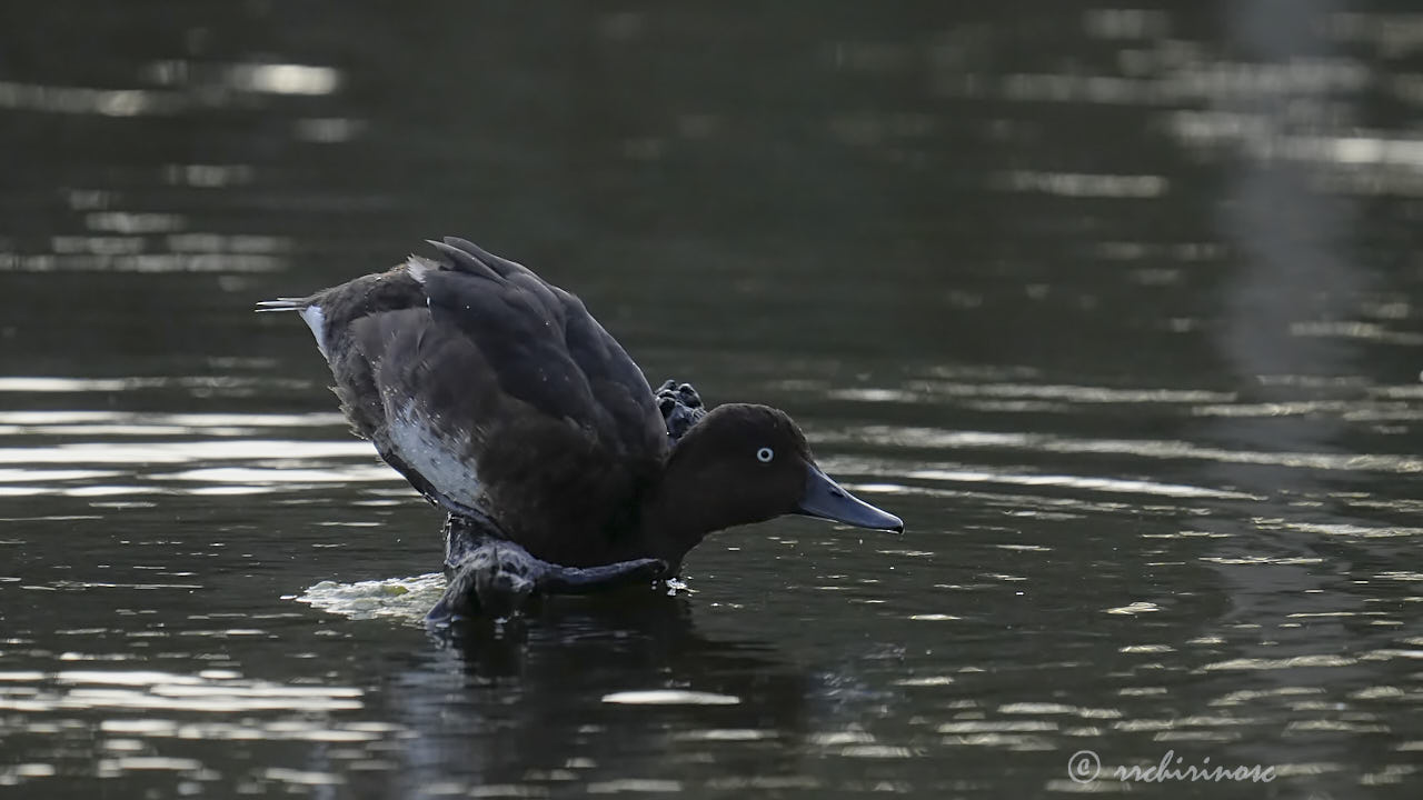 Ferruginous duck