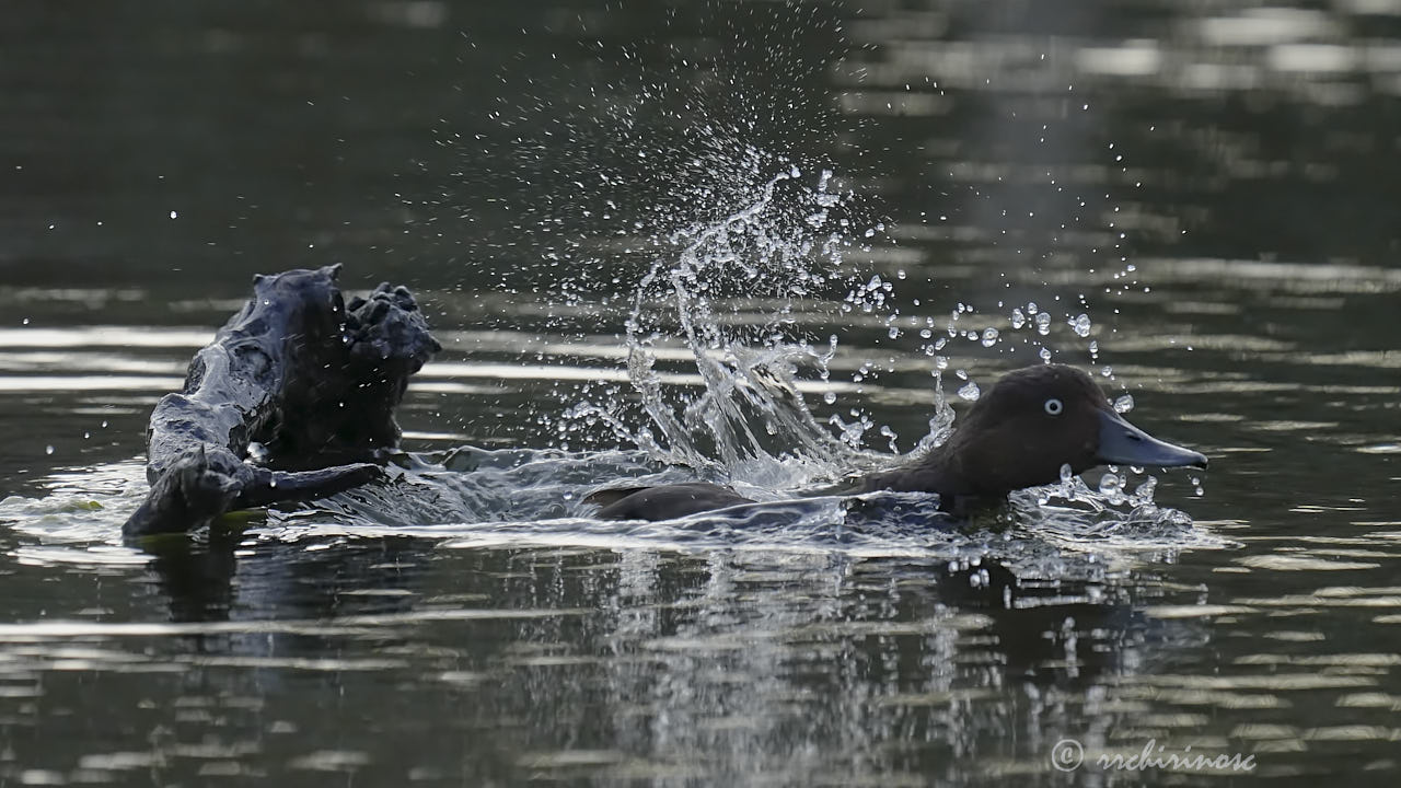 Ferruginous duck