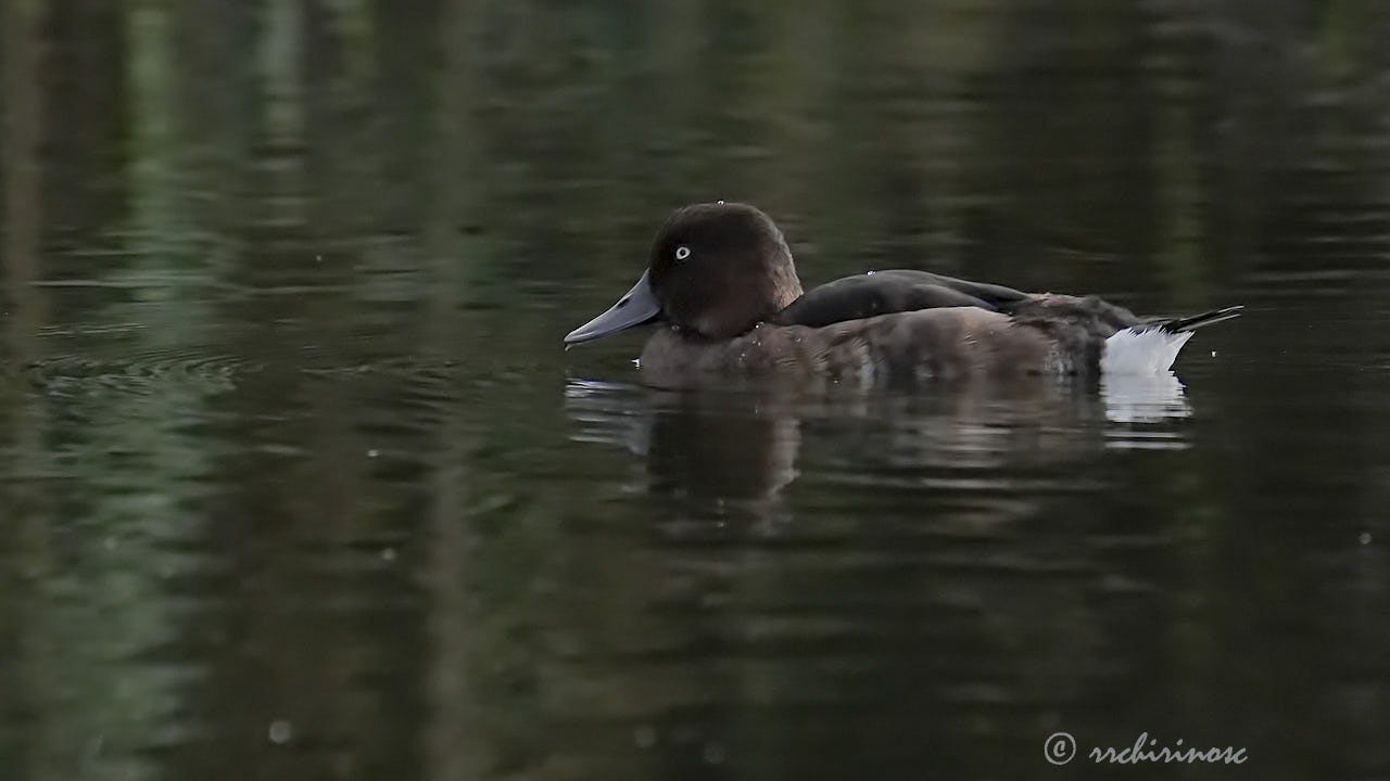 Ferruginous duck