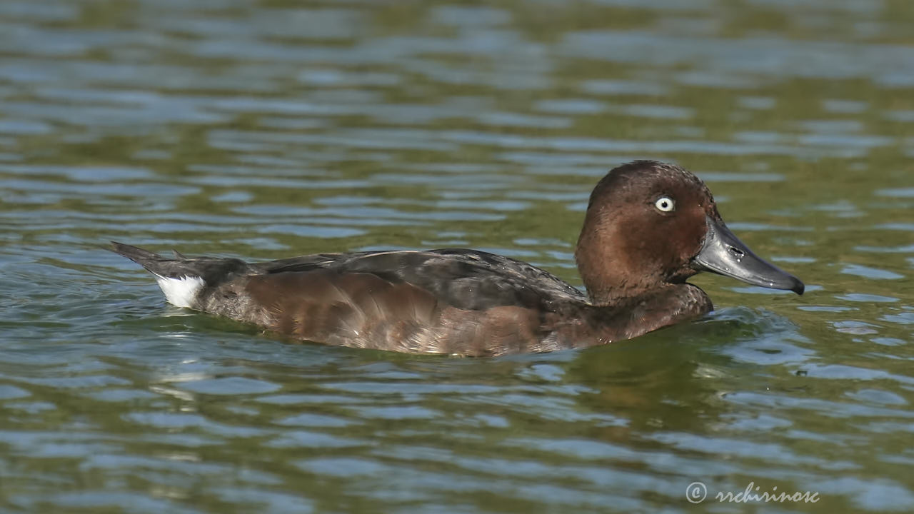 Ferruginous duck