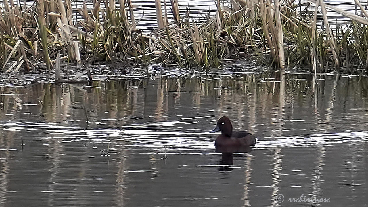 Ferruginous duck