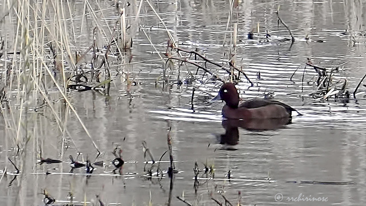 Ferruginous duck