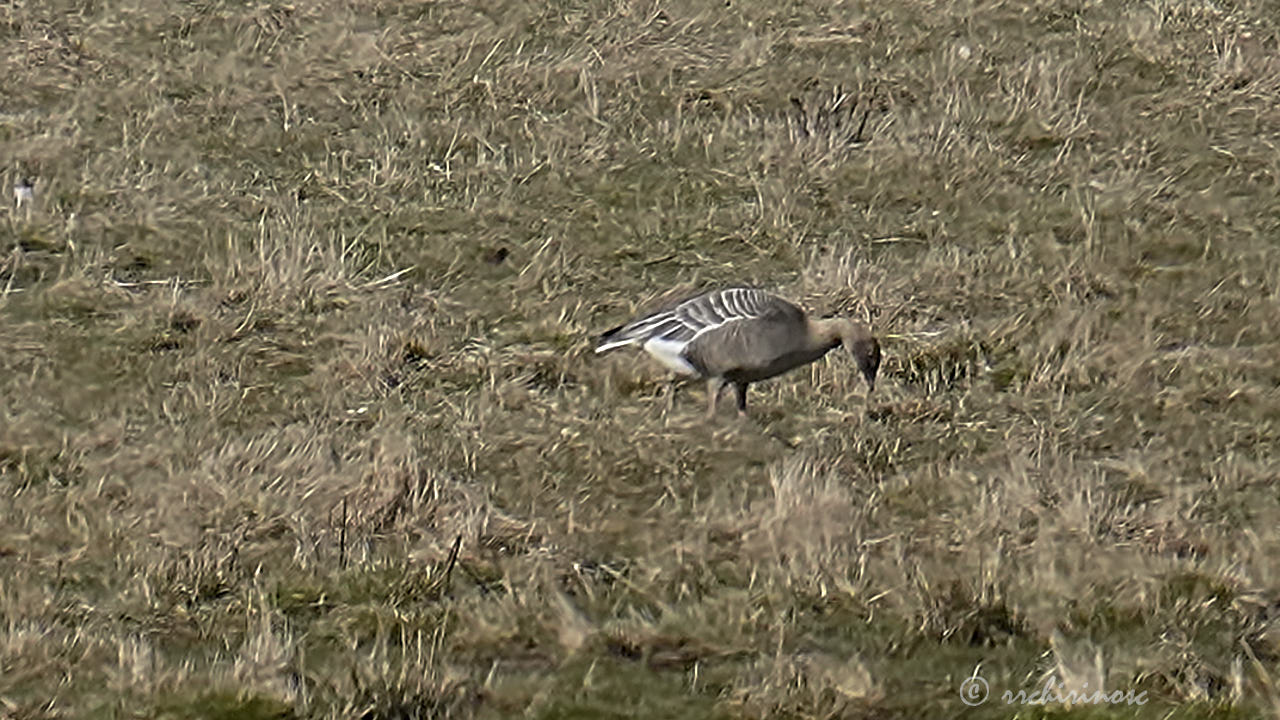 Pink-footed goose