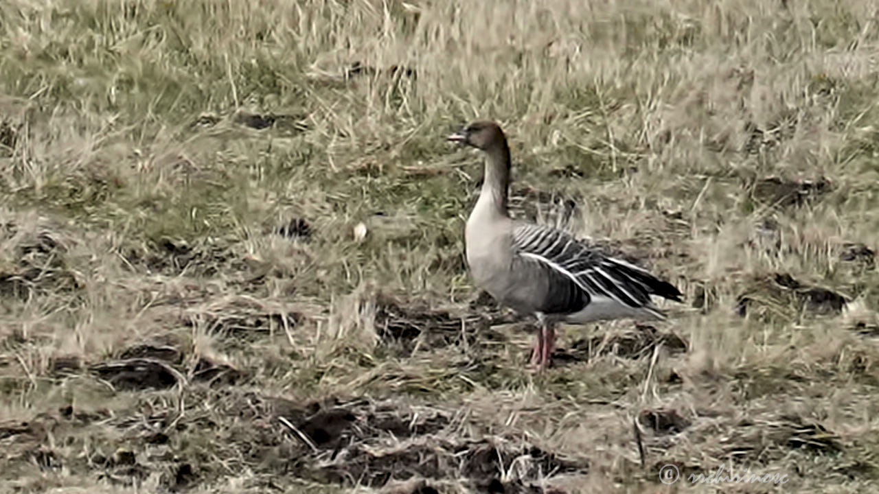 Pink-footed goose