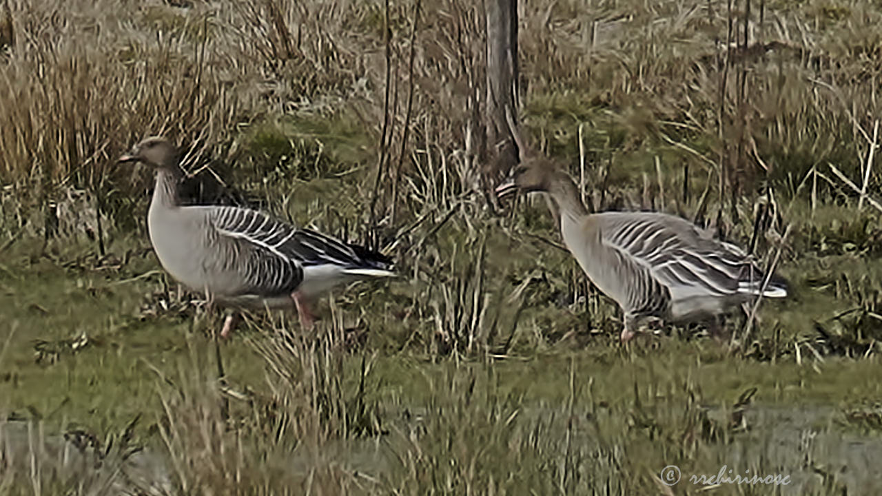 Pink-footed goose