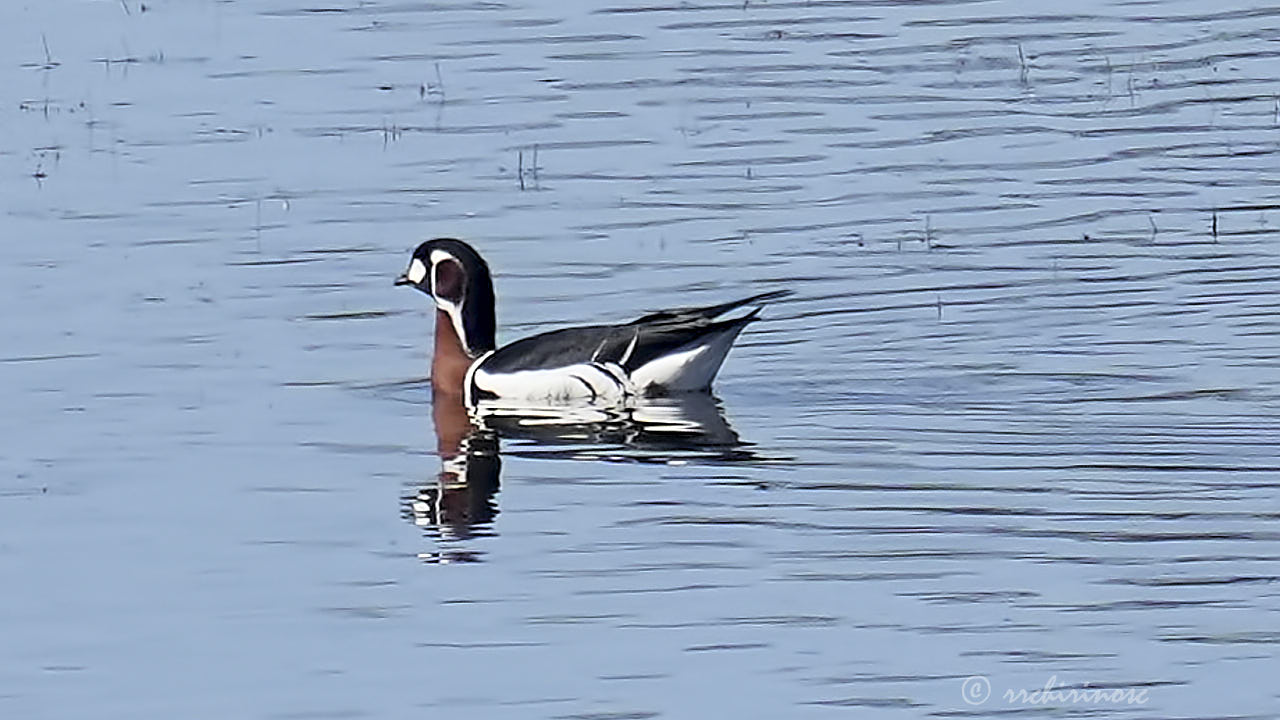 Red-breasted goose