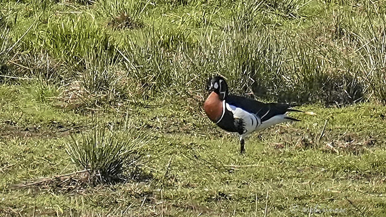 Red-breasted goose