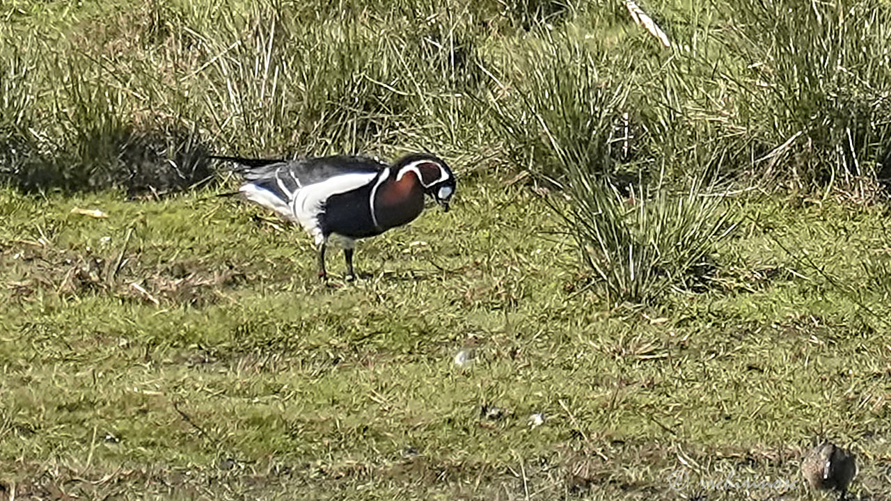 Red-breasted goose