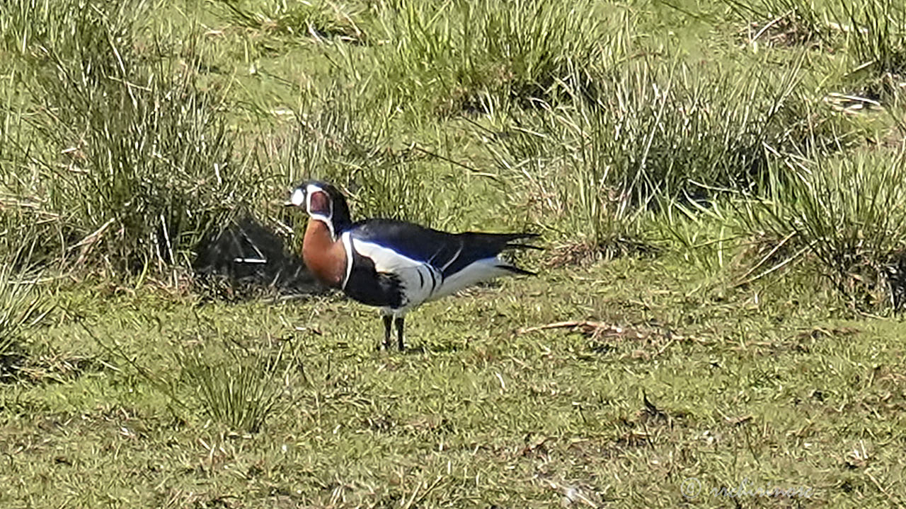 Red-breasted goose