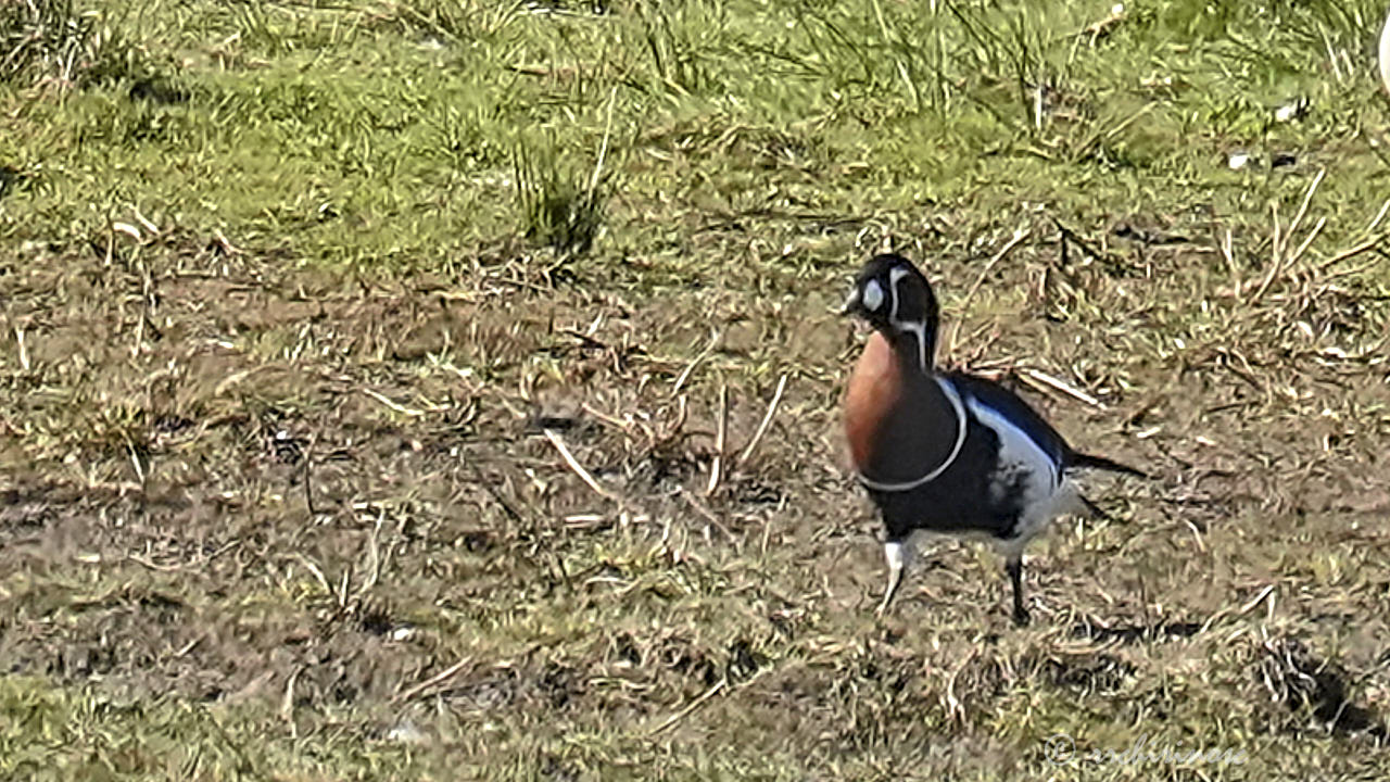 Red-breasted goose