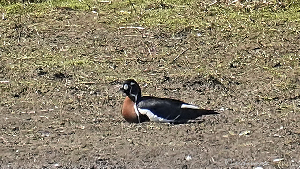 Red-breasted goose