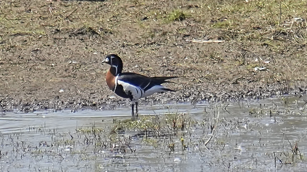 Red-breasted goose