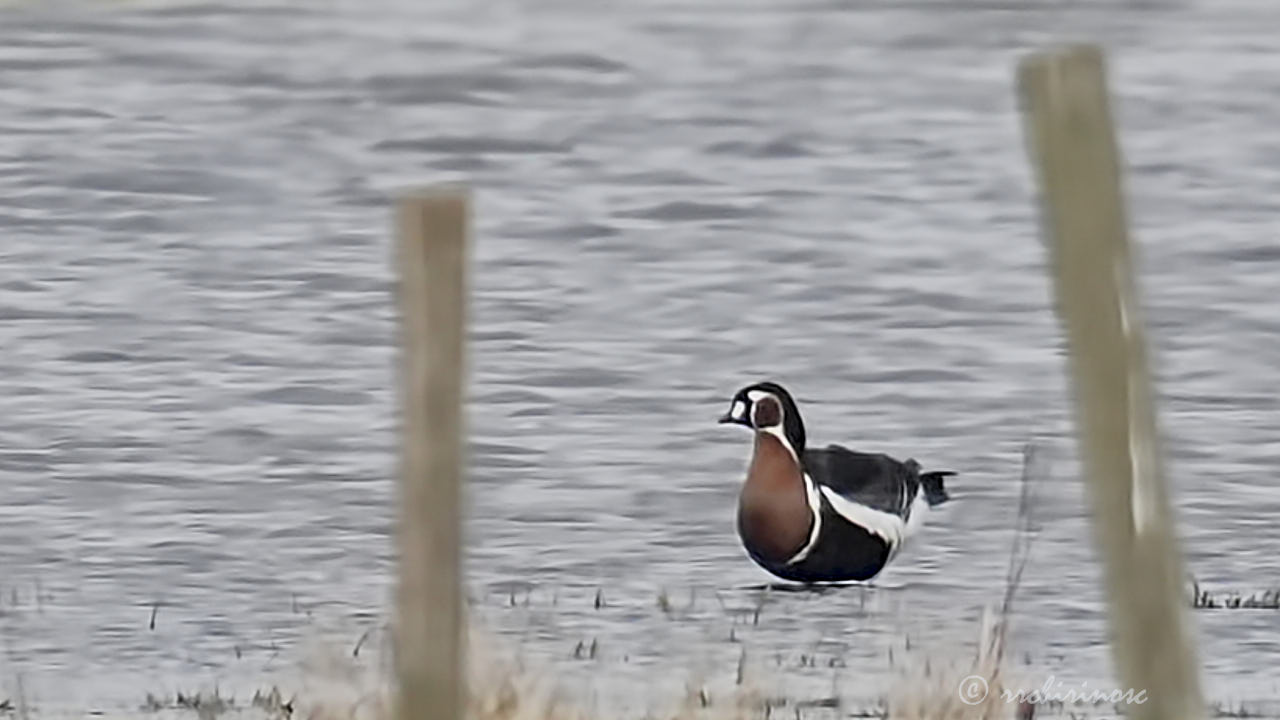 Red-breasted goose