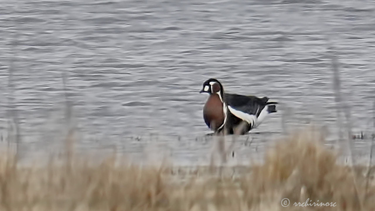 Red-breasted goose