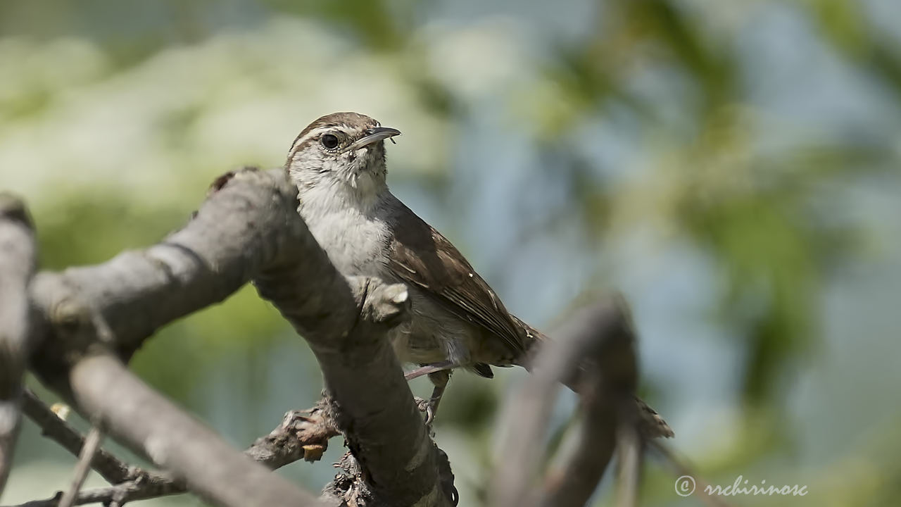 Bewick's wren