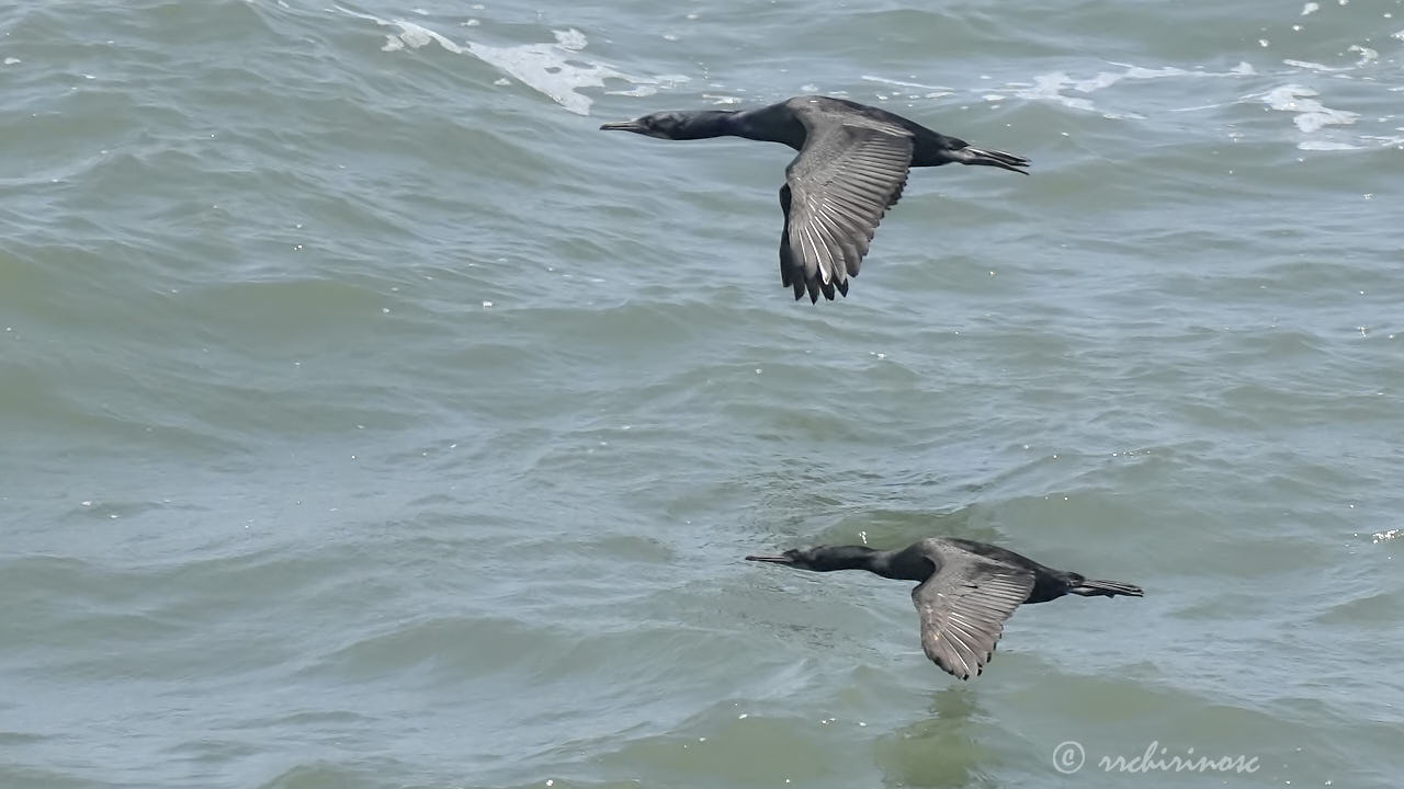 Brandt's cormorant