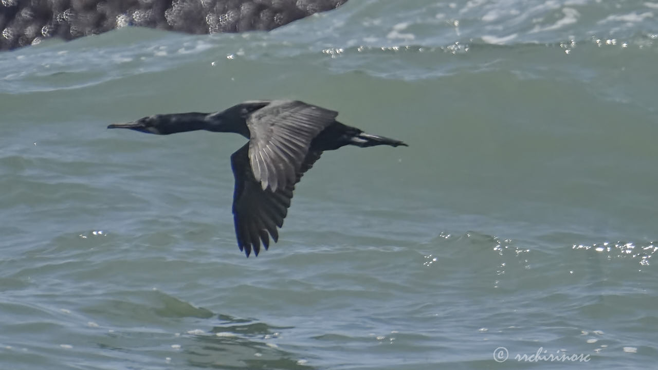 Brandt's cormorant