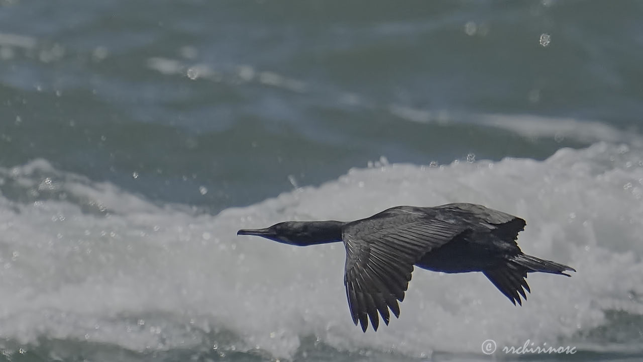 Brandt's cormorant