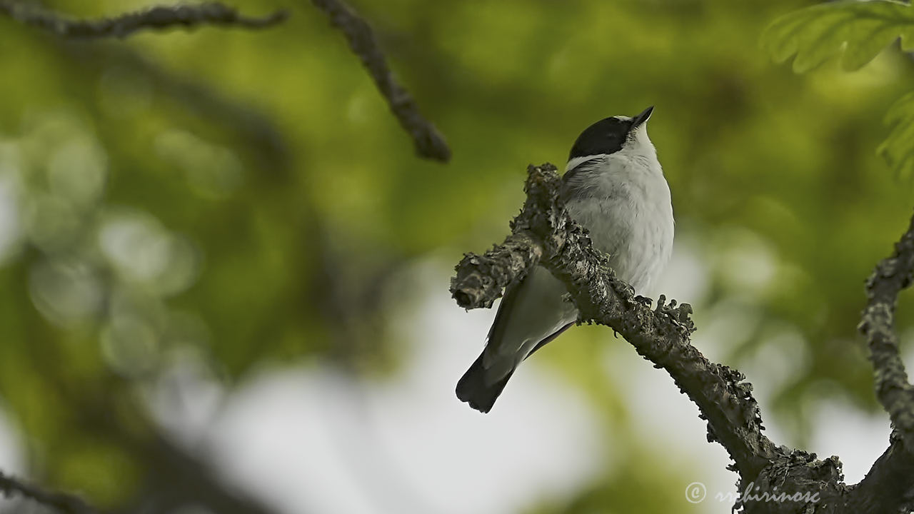 Collared flycatcher