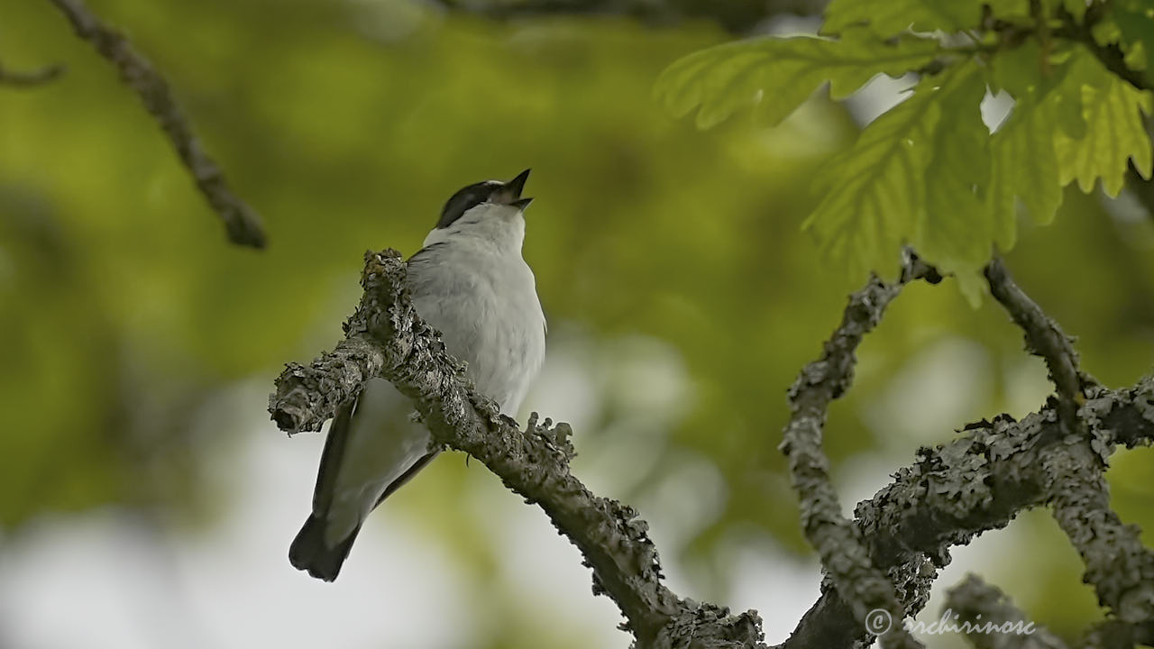 Collared flycatcher