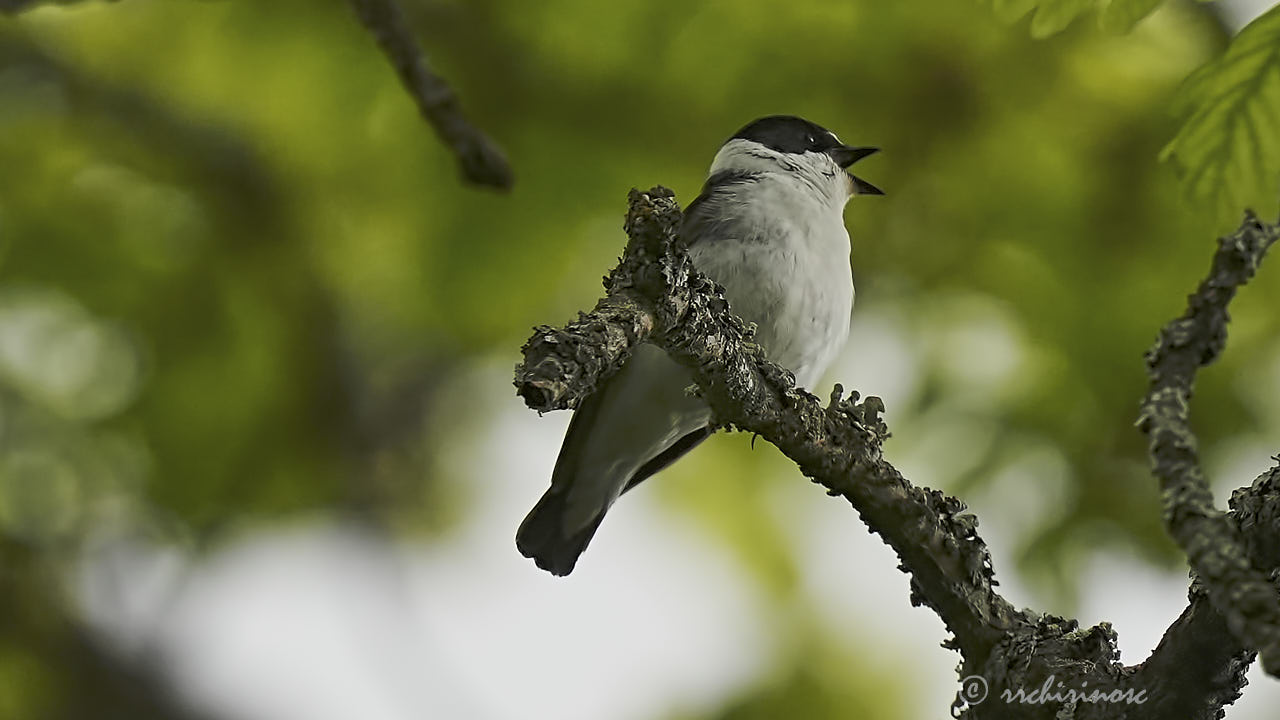 Collared flycatcher