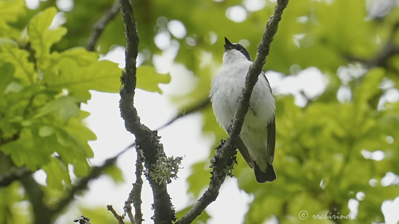 Collared flycatcher