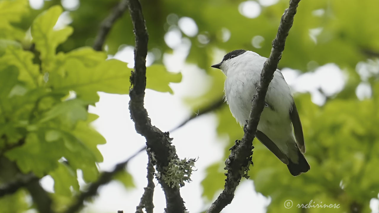 Collared flycatcher