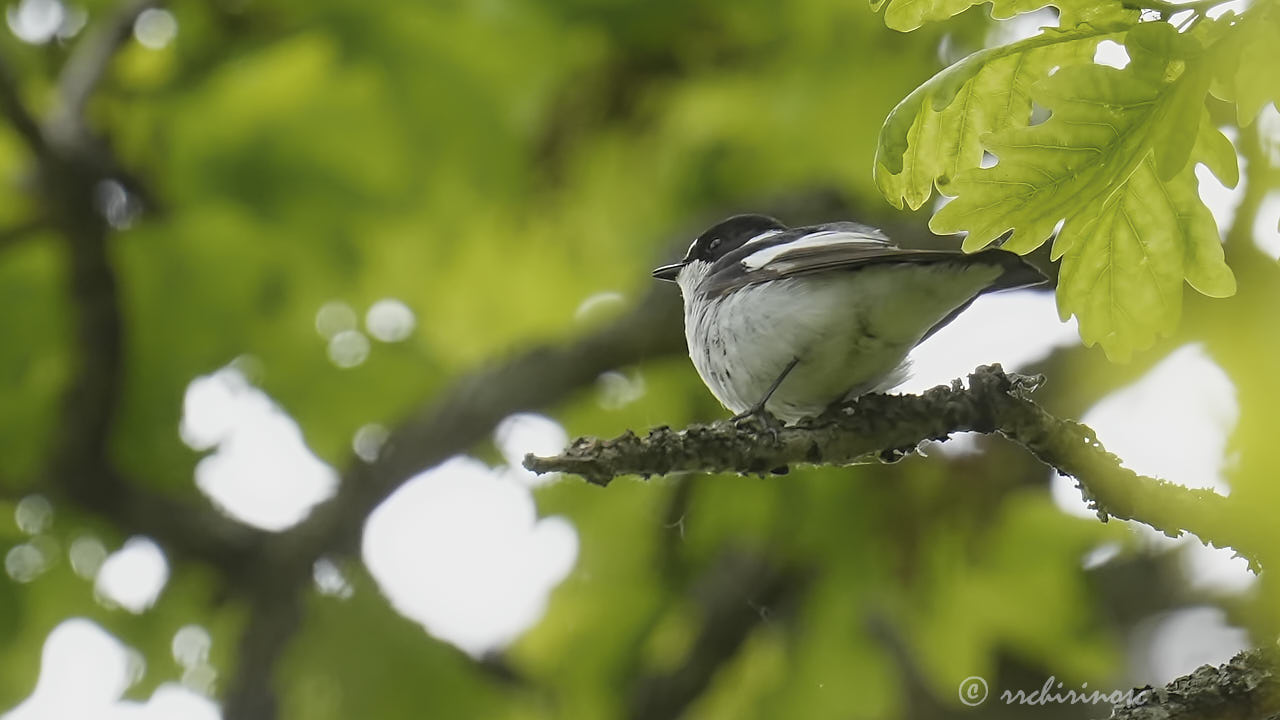 Collared flycatcher