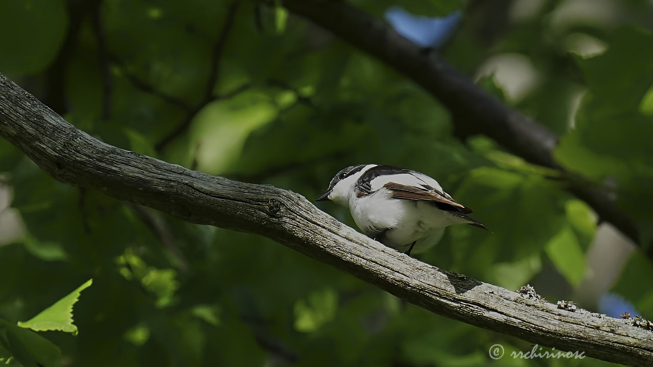 Collared flycatcher