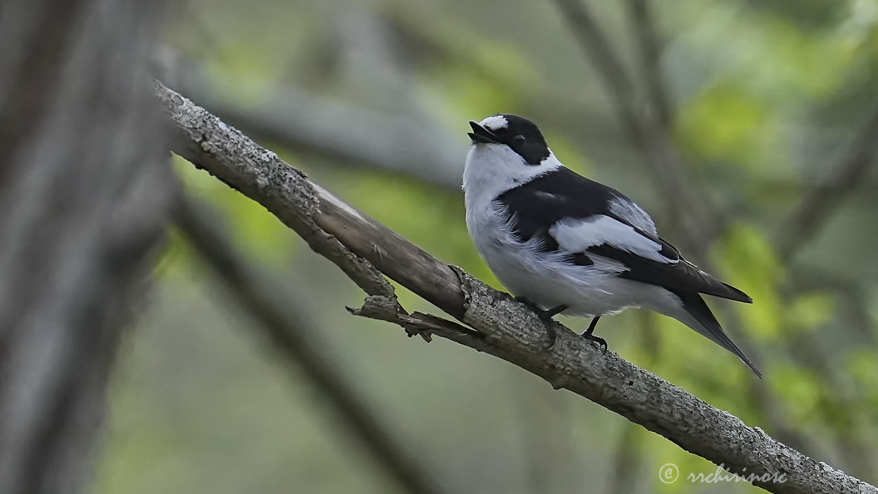 Collared flycatcher