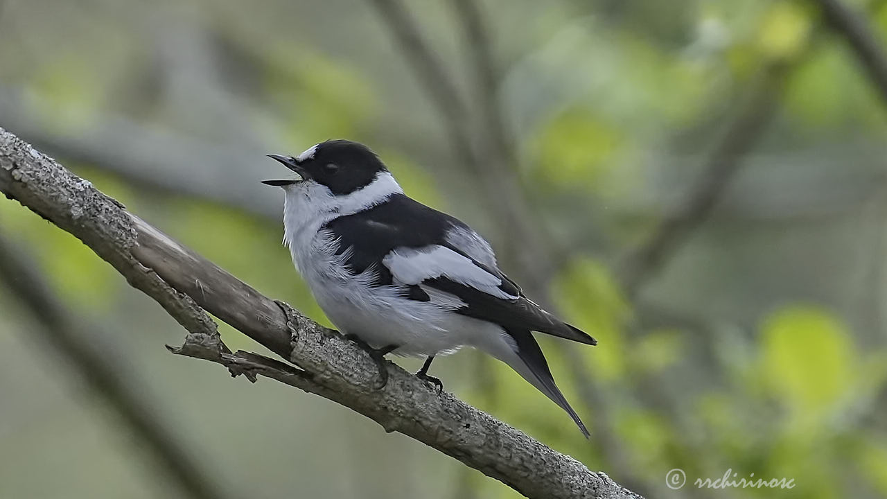 Collared flycatcher