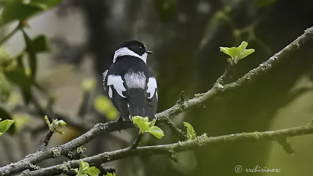 Collared flycatcher