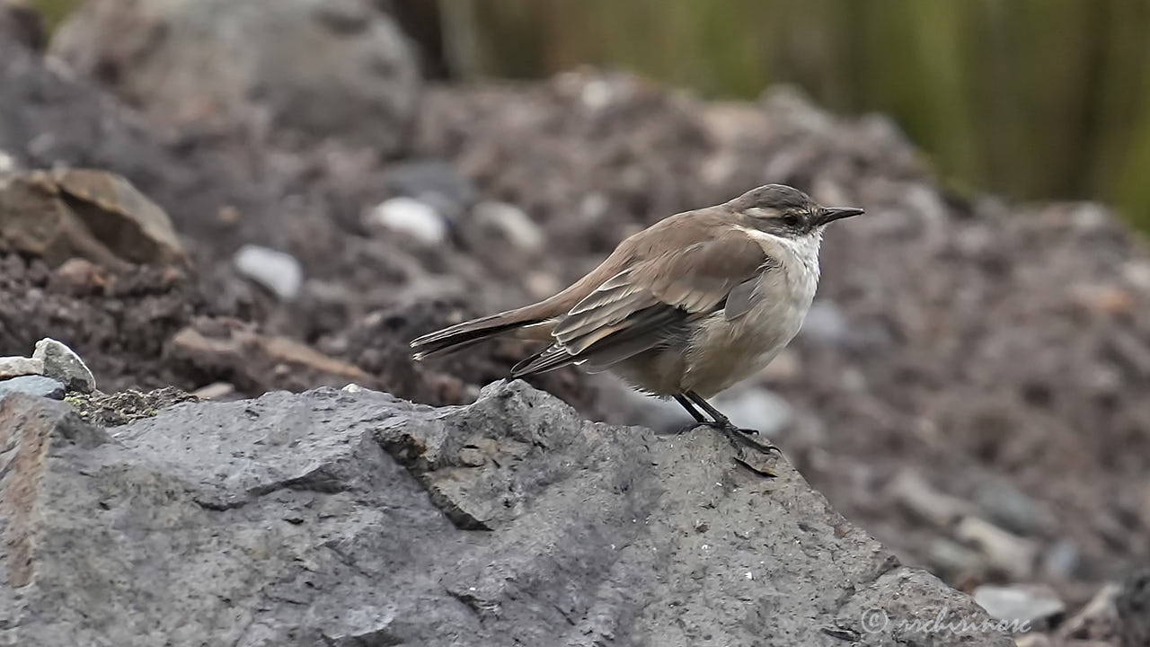 Cream-winged cinclodes