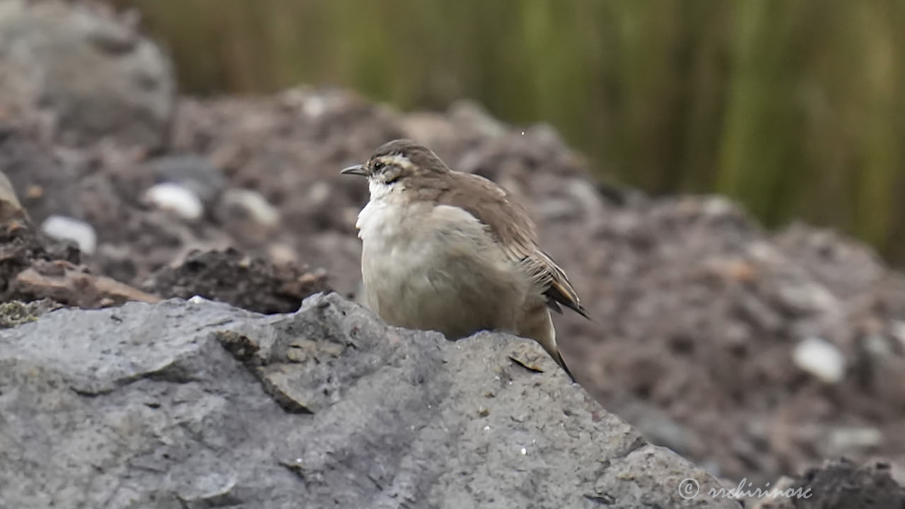 Cream-winged cinclodes