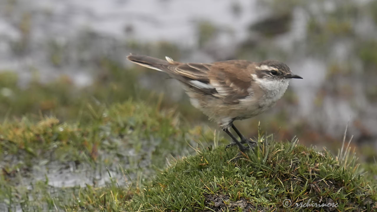 Cream-winged cinclodes