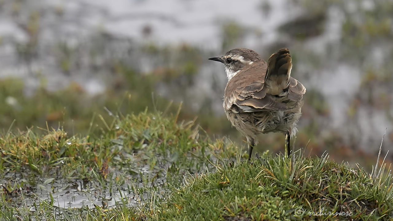 Cream-winged cinclodes