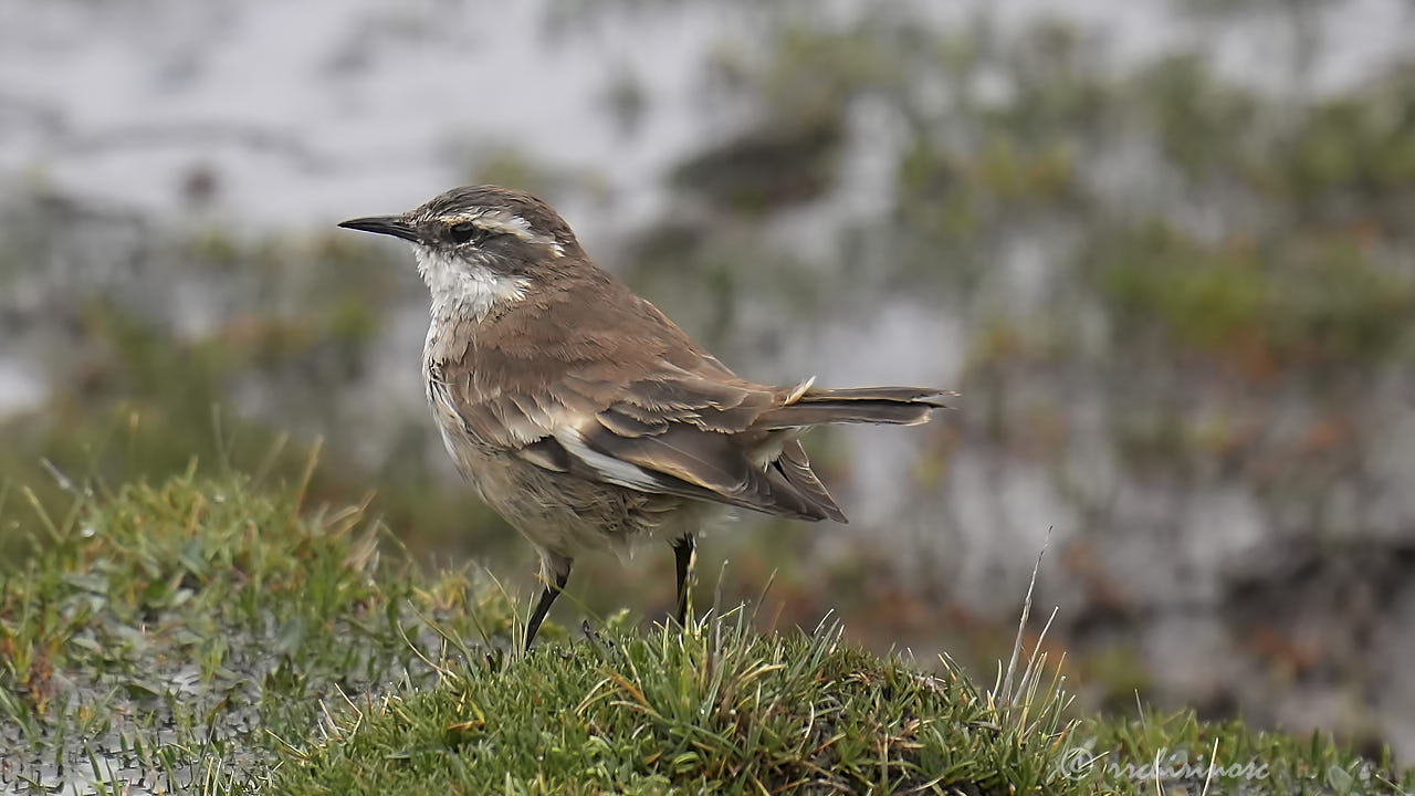 Cream-winged cinclodes