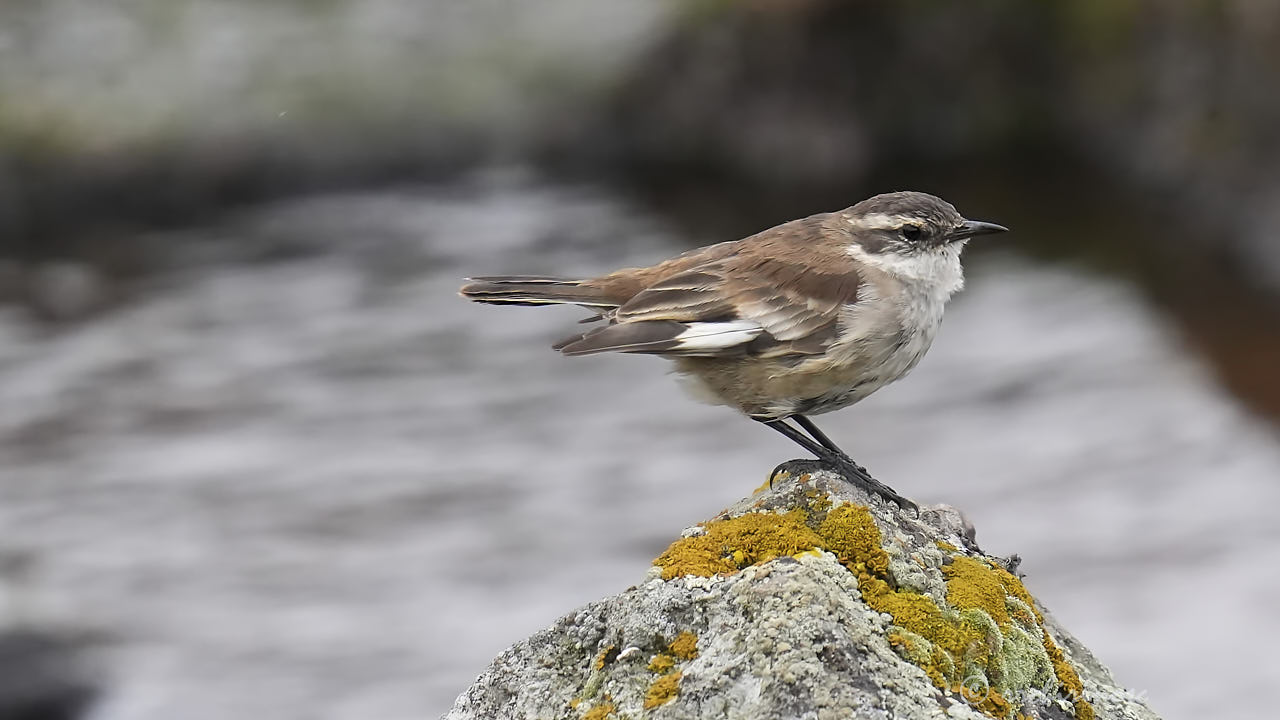 Cream-winged cinclodes