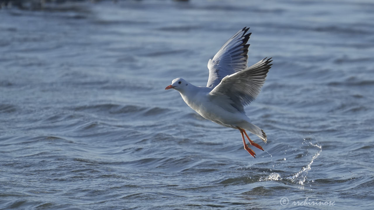 Slender-billed gull