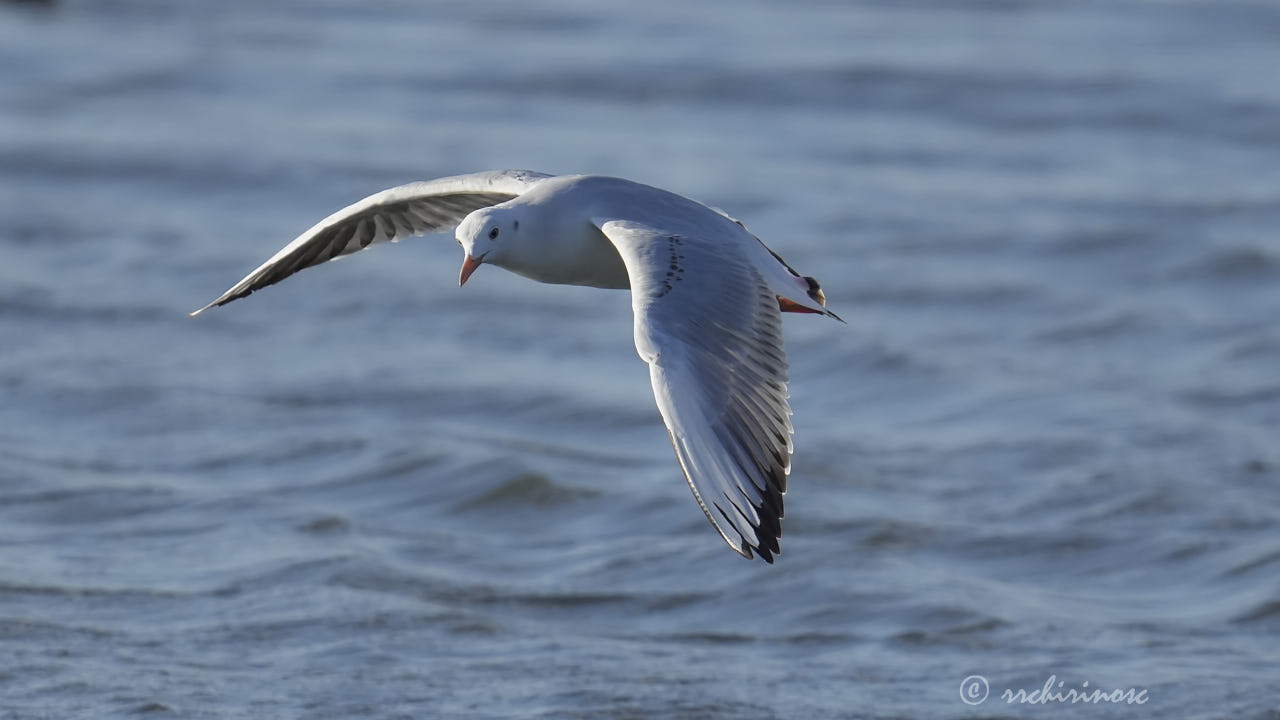 Slender-billed gull