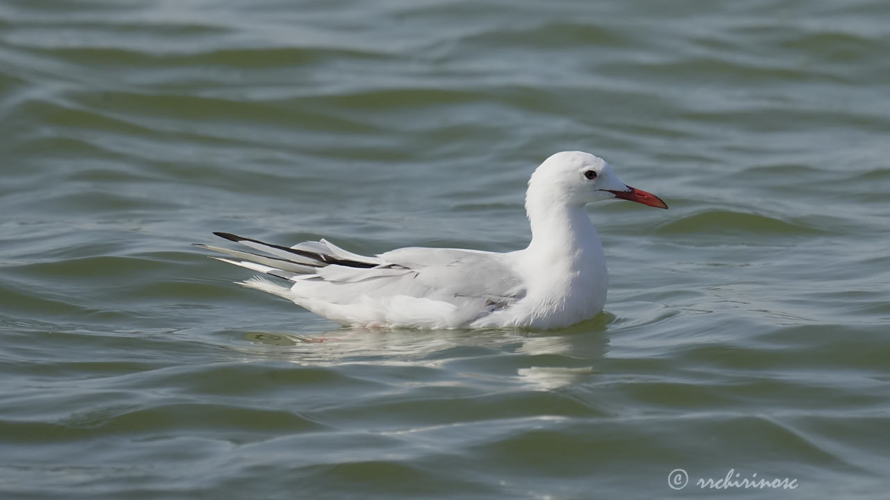 Slender-billed gull