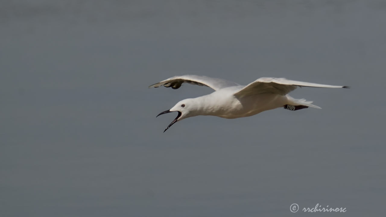 Slender-billed gull